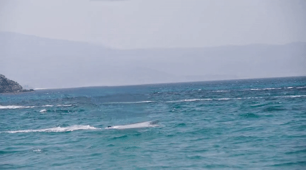 图片[55]-Inpaint Anything  修复图像、视频和3D 场景中的任何内容！开源-零度会员